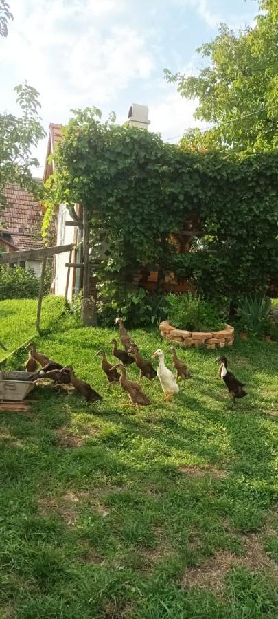 Miklós Lak Felsősófalva Kültér fotó